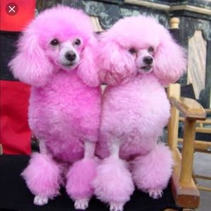 Meet your Posher, Dovina